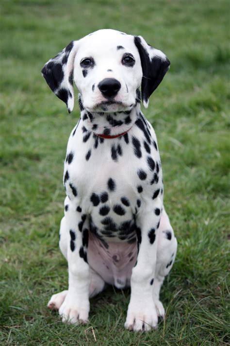 Dalmatian breed | Photos, temperaments and trivia about the breed