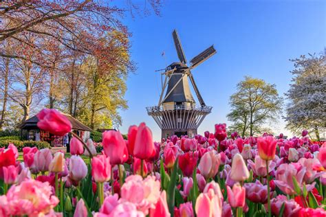 From Amsterdam: Keukenhof Flower Park Transfer & Ticket 2025 | GetYourGuide