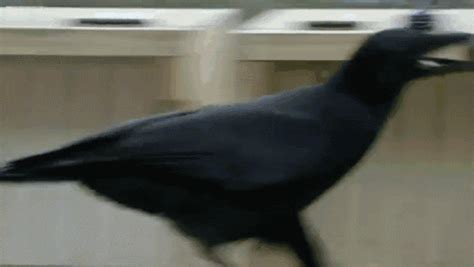 Crows Are Really Smart GIF - Crow PuzzleSolving Smart - Discover & Share GIFs