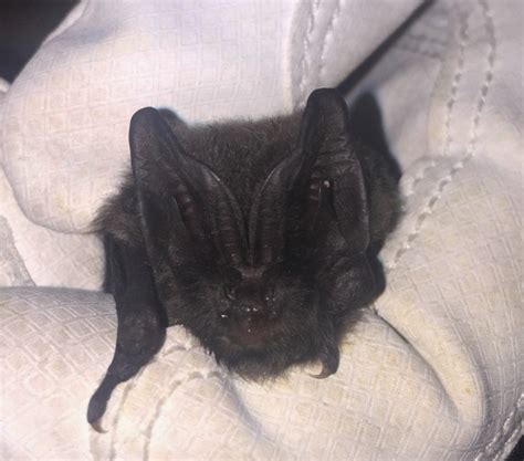 New bat species for the City of Nottingham – Nottinghamshire Bat Group