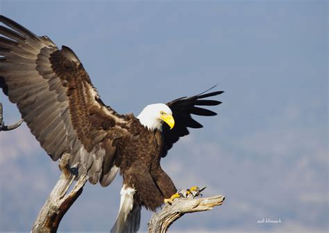 eagle landing - Pentax User Photo Gallery