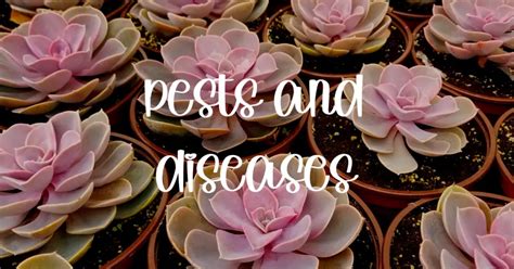 14 Succulent Pests And Diseases Along With Simple Tips To Fix The Problems