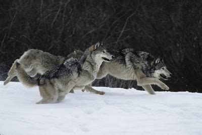 'Gray Wolves Running in Snow in Winter, Montana' Photographic Print - Richard and Susan Day ...