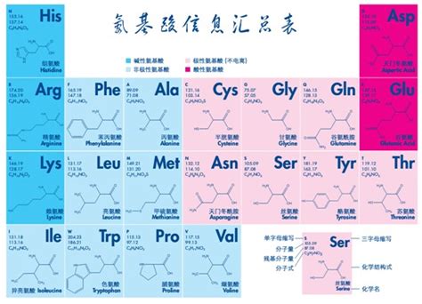 20种氨基酸中哪些是酸性氨基酸，哪些是碱性氨基酸，哪些是中性？_百度知道