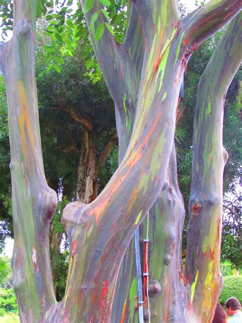 Rainbow Eucalyptus ~ Hana, Maui, Hawaii. The unusual phenomenon is ...