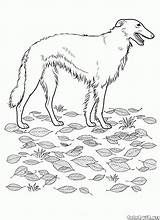 Borzoi Reader Authors Julia Child Sketch Coloring Page sketch template