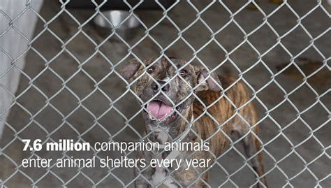 Appreciation for Animal Shelter Staff and Volunteers | State Farm