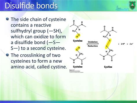 PPT - Protein structure PowerPoint Presentation, free download - ID:9720761