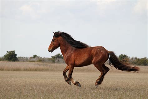 Brown horse during daytime, wild horses HD wallpaper | Wallpaper Flare