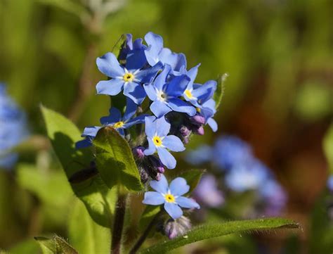 Myosotis Sylvatica Guide: How to Grow & Care for “Wood Forget-Me-Not