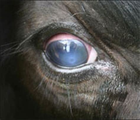 Pinkeye in cattle: Part One - Beef