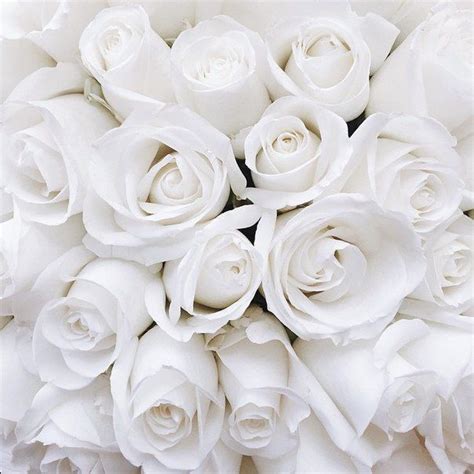 #flowers #special #girlfriend #beauty #boyfriend #garden #roses https://weheartit.com/entry ...