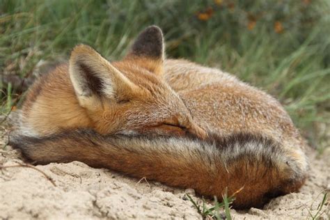 Sleeping red fox cub stock photo. Image of little, foxes - 20728766