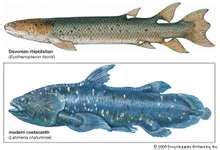 Eusthenopteron | fossil fish genus | Britannica.com