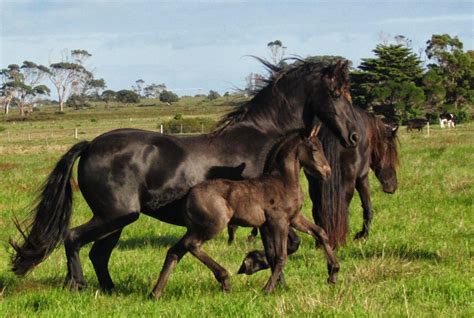 🔥 Download Friesian Horse Wallpaper by @michaell69 | Friesian Horse ...