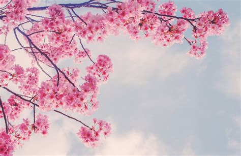 Cherry Blossom Branch Wallpaper Mural | Hovia in 2022 | Cherry blossom ...