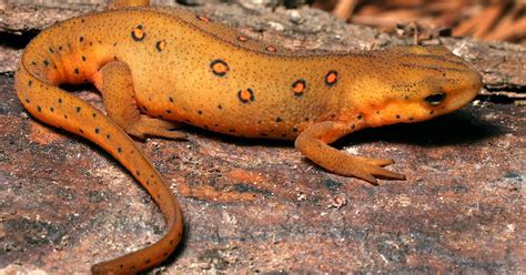 Newts Wallpapers | Animals Library