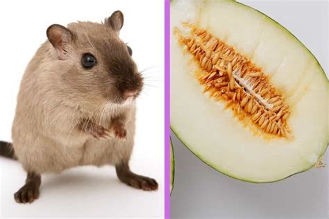 Can hamsters Eat Cantaloupe? Benefits and Risks