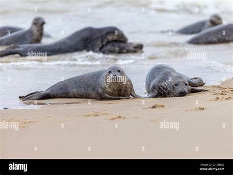 Grey Seals, Seals Stock Photo - Alamy