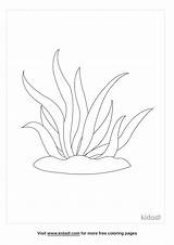 Kelp Coloring Pages sketch template