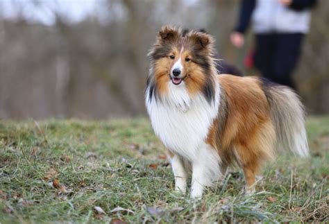 A Guide To The Loyal And Intelligent Shetland Sheepdog Breed