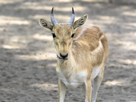 Chinkara deer stock photo. Image of photography, cape - 7949188