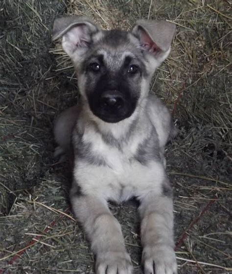 Silver Sable German Shepherd Puppies For Sale / Sable German Shepherds ...