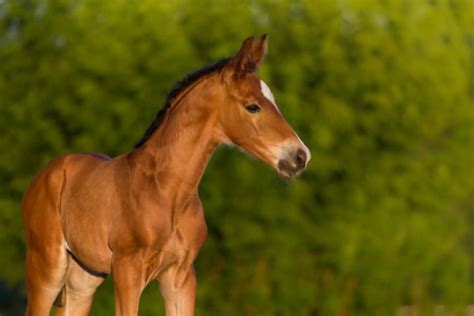 The Baby Horse - Everything About Foals! - Savvy Horsewoman