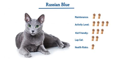 Russian Blue Cat Breed… Everything You Need to Know at a Glance!