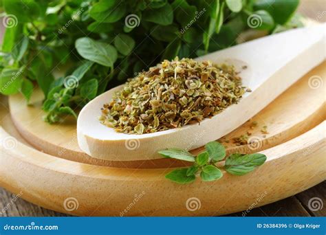 Green Fresh and Dry Oregano Stock Photo - Image of spice, food: 26384396