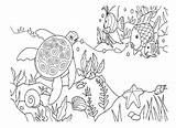 The Rainbow Fishes coloring Page  Download Print Or Color Online For Free sketch template