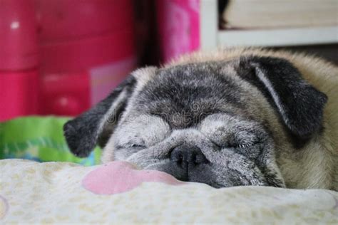 Pug Old Fat Dog Sleeping Wrinkled Face Funny Face in Bed at Home Stock ...