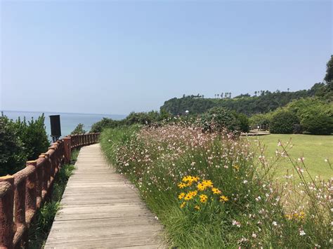 Beautiful Korea Summer in Jeju Island | Jeju island, Island, Vacation