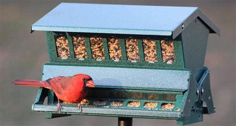 6 Best Bird Feeders For SMALL Birds In MY Backyard (2024) - Bird ...