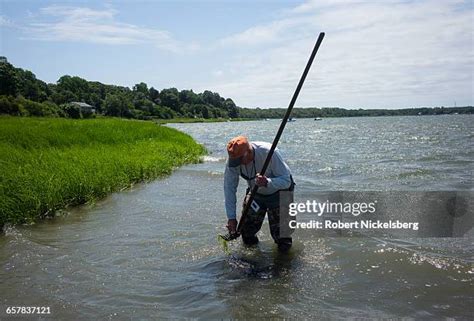 37 Quahog Clams Stock Photos, High-Res Pictures, and Images - Getty Images