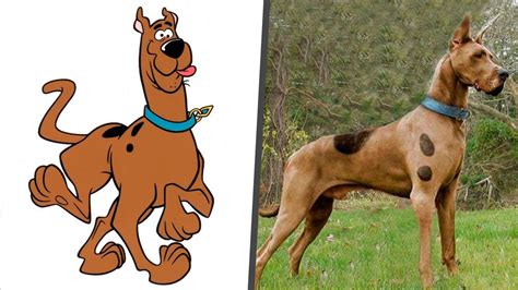 Scooby Doo Real Dog