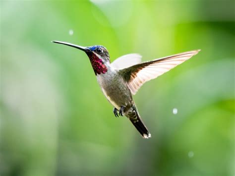 Attracting Hummingbirds To The Garden - Creating A Perennial Garden For Hummingbirds