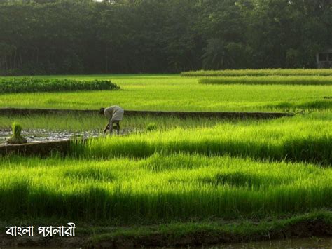 Agriculture of Bangladesh | Bangla Gallery