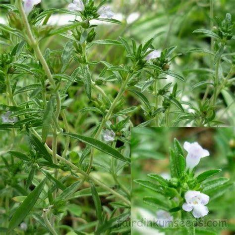 Summer Savory Satureja Hortensis Herb Seeds | Fair Dinkum Seeds