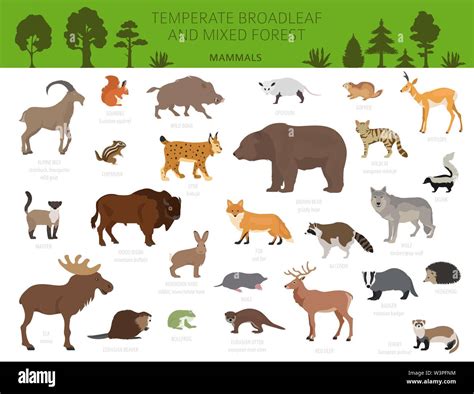 Temperate broadleaf forest and mixed forest biome. Terrestrial ...