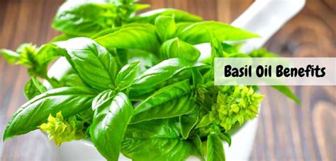 Basil Oil Health Benefits: The Elixir Of Mother Nature