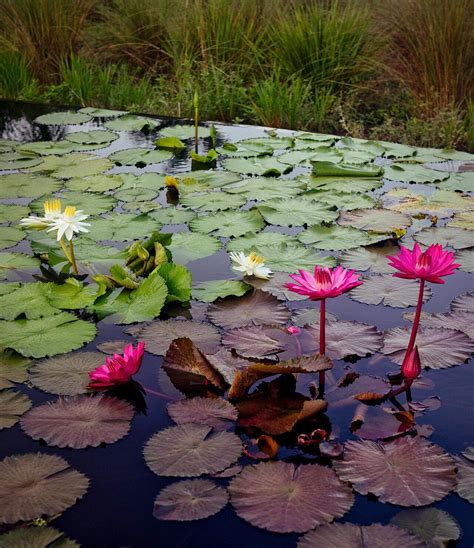 Here's How to Grow Gorgeous Water Lilies in Your Pond | Water gardens diy, Fish pond gardens ...