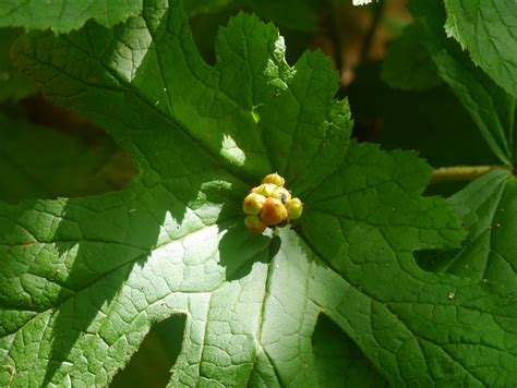 Goldenseal | Identify that Plant