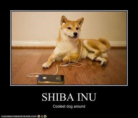 shiba inu meme - Google Search | Shiba Inu Love | Pinterest