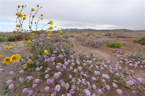 Wild Flowers in Death Valley Photograph by Dung Ma | Fine Art America