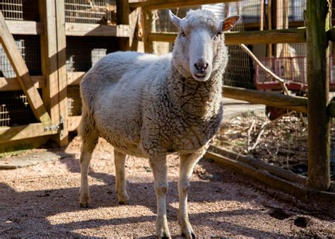 Gulf Coast Native Sheep - Zoo Atlanta