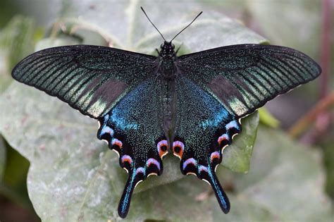 Papilionidae, Papilio arcturus, 24.03.2008, Hunawihr, Frankreich ...