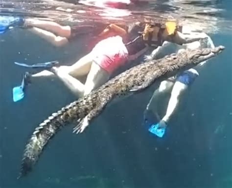 Meet Panchito, the croc who swims with tourists in a Tulum cenote. - The Yucatan Times