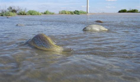 The unstoppable fish - Australian Geographic