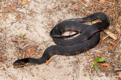 Snakes of South Carolina | South Carolina Partners in Amphibian and ...